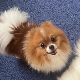 Kat - Pomeranian