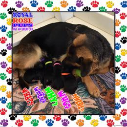 WHEN - Black and tan female German Shepherd puppy in Murrieta, California from Diamond Oaks German Shepherds
