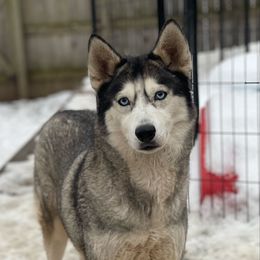 Siberian Husky puppies from Nevani Goldens & Siberians