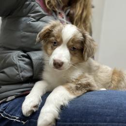 Miniature Australian Shepherd Puppies from Highland Hills Mini Aussies