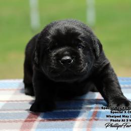 Special Boy 3 - Brown Collar - Black male Labrador Retriever puppy in Point, Texas from Lakylu Kennels