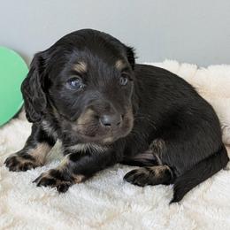 Butter 2400 - Black and cream male Dachshund puppy in Sonora, Kentucky from Maple Hill Miniature Dachshunds