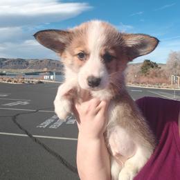 Barrel - Sable male Pembroke Welsh Corgi puppy in Saint John, Washington from Fuzzbutt Farms LLC