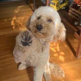 Gingi - Goldendoodle