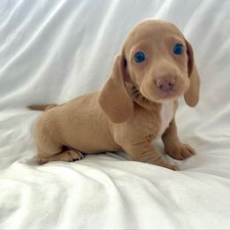 Boy 3 - Red male Dachshund puppy in Silver Springs, Florida from DeMarsh's Dachshunds