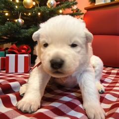 Red Collar  (Ace) - White male Berger Blanc Suisse puppy in Rice Lake, Wisconsin from Windswept White Swiss Shepherds