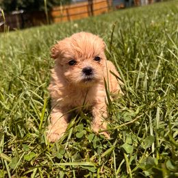 Girl 3 - Gold female Shihpoo puppy in Clayton, North Carolina from The Snuggly Shih Poo