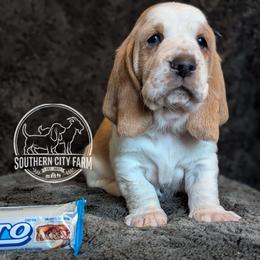 Zero - Red and white female Basset Hound puppy in Talbotton, Georgia from Southern City Bassets
