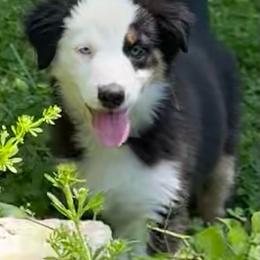 Luna - Black tri-color female Australian Shepherd puppy in Lynnville, Indiana from Moonlightaussies
