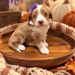 Maple - Red  female Goldendoodle puppy in Oklahoma from Faithful Hill Doodles