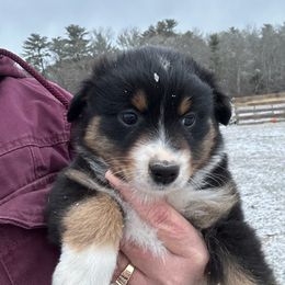 Miniature American Shepherd Puppies from Anchored Roots Miniature American Shepherds