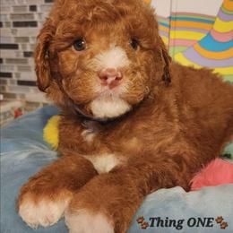 Thing 1- Dr Seuss litter - Red male Labradoodle puppy in Phelan, California from Family Doodles