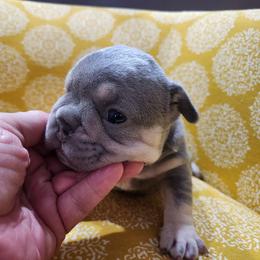 Girl 1 - Blue female French Bulldog puppy in Grand Junction, Colorado from Elisabeth's Frenchies