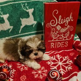 Boomer - Tricolor male Shih Tzu puppy in Vernon, Texas from Jennifer's Shih Tzus