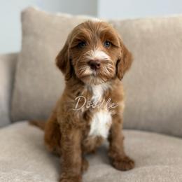 Anakin - Apricot male Goldendoodle puppy in Gilbert, Arizona from Doodle Bliss