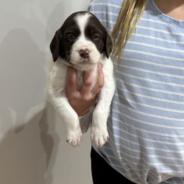 Razzle (Boy 5) - Liver and white male Brittany puppy in Claxton, Georgia from Bull Creek Kennels