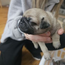 Burgundy - Fawn female Pug puppy in Tallapoosa, Georgia from West Georgia Pugs