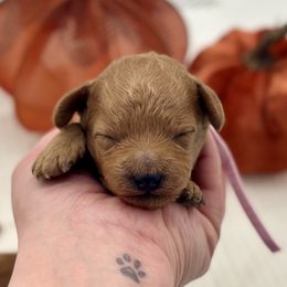 Blossom - Red  female Poodle puppy in Munster, Indiana from Miranda’s Sunshine Poodles and Doodles