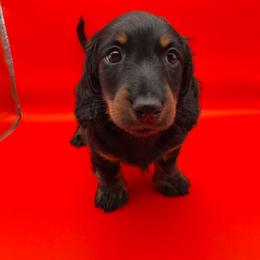 Caleb - Black and tan male Dachshund puppy in Humble, Texas from Foley Dachshunds