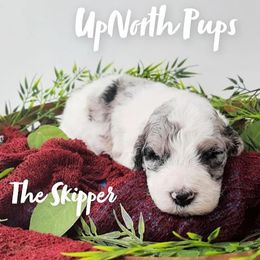 Aussiedoodles, Goldendoodles, and Sheepadoodles from UpNorth Pups