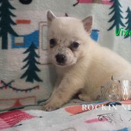 Vixen - Blue female Australian Cattle Dog puppy in Silsbee, Texas from Rockin ND Ranch