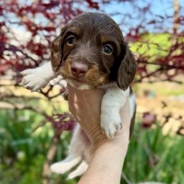 Twig - Piebald male Dachshund puppy in Gentry, Arkansas from Sweet As Pie Doxies
