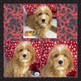 Cockapoo, Cocker Spaniel, and Poodle Puppies from MoonShine Babies Cockapoos and Poodles
