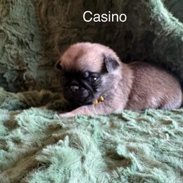 Casino - Fawn male Pug puppy in Tucson, Arizona from Cactus Pugs & Hugs