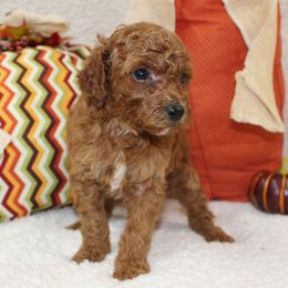 Jack - Apricot male Poodle puppy in Stokesdale, North Carolina from His and Hers Poodles and Doodles