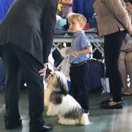 Havanese All Grown Up from Jacqueline Carney