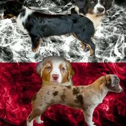 Miniature Australian Shepherd puppies from Integrity Aussies Tx