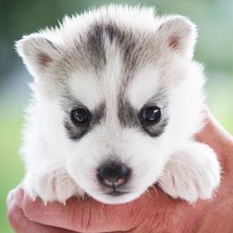 Siberian Husky Puppies from Jalerran
