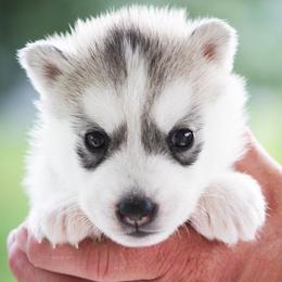 Siberian Husky Puppies from Jalerran