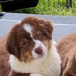 Boy 4-Red Collar - Red tri-color male Australian Shepherd puppy in North Jackson, Ohio from Shadowood Australian Shepherds