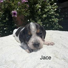 Jace - Black tan and bluetick male Beagle puppy in Mansfield, Missouri from Rippee Creek Kennel
