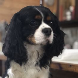 Benny - Cavalier King Charles Spaniel