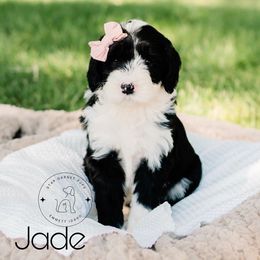 Aussiedoodle, Australian Shepherd, Old English Sheepdog, and Sheepadoodle Puppies from Star Garnet Pups