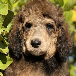 Poodle Puppies from Lenca Kennels