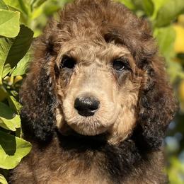 Poodle Puppies from Lenca Kennels