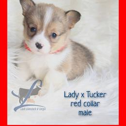 Red Male - White and red male Pembroke Welsh Corgi puppy in Wayne City, Illinois from Lash Livestock & Corgis