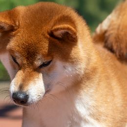 Koto - Shiba Inu