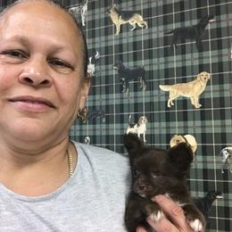 Chihuahua Puppies from Chilove Chihuahuas