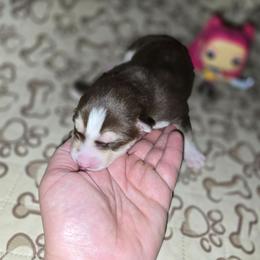 Sprout - Red and white female Siberian Husky puppy in Kansas City, Missouri from Anuun's Huskies