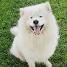Samoyeds from OrangeLine Samoyeds