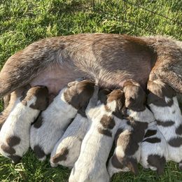 Wirehaired Pointing Griffons from Caitlin Stevens