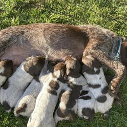 Wirehaired Pointing Griffons from Caitlin Stevens