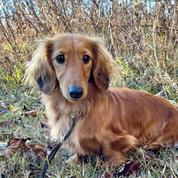 Chica - Dachshund