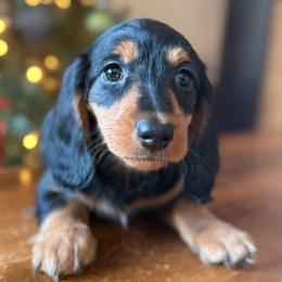 Maisie - Black and tan female Dachshund puppy in Coopersburg, Pennsylvania from Barks and Burrows