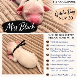 Miss Black - Buff and white female Cockapoo puppy in Tampa, Florida from Mary Puppins