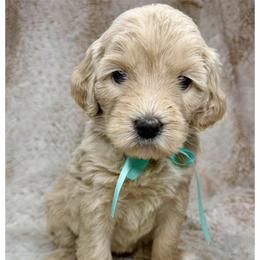 Cloudy - Cream female Australian Labradoodle puppy in Upland, California from Kings Labradoodles